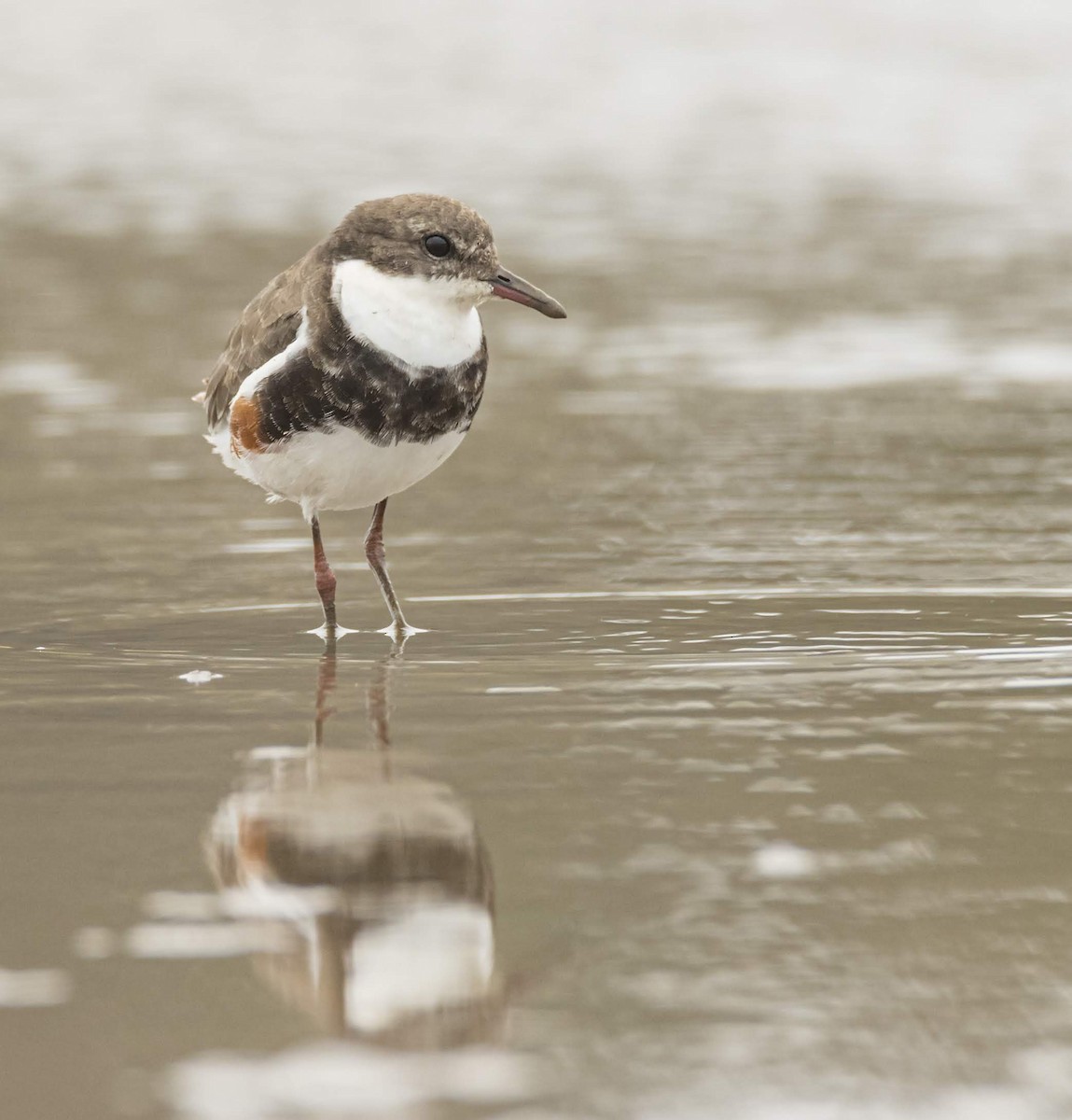 Red-kneed Dotterel - ML189747021