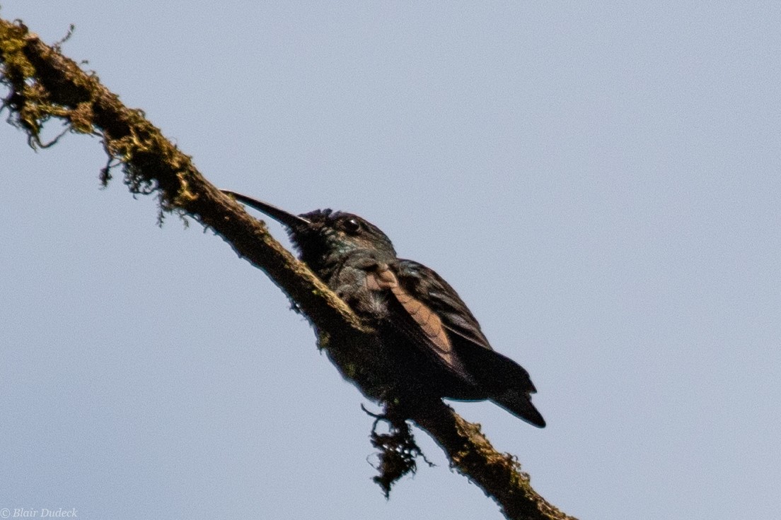 kolibřík zelenoprsý - ML189748621
