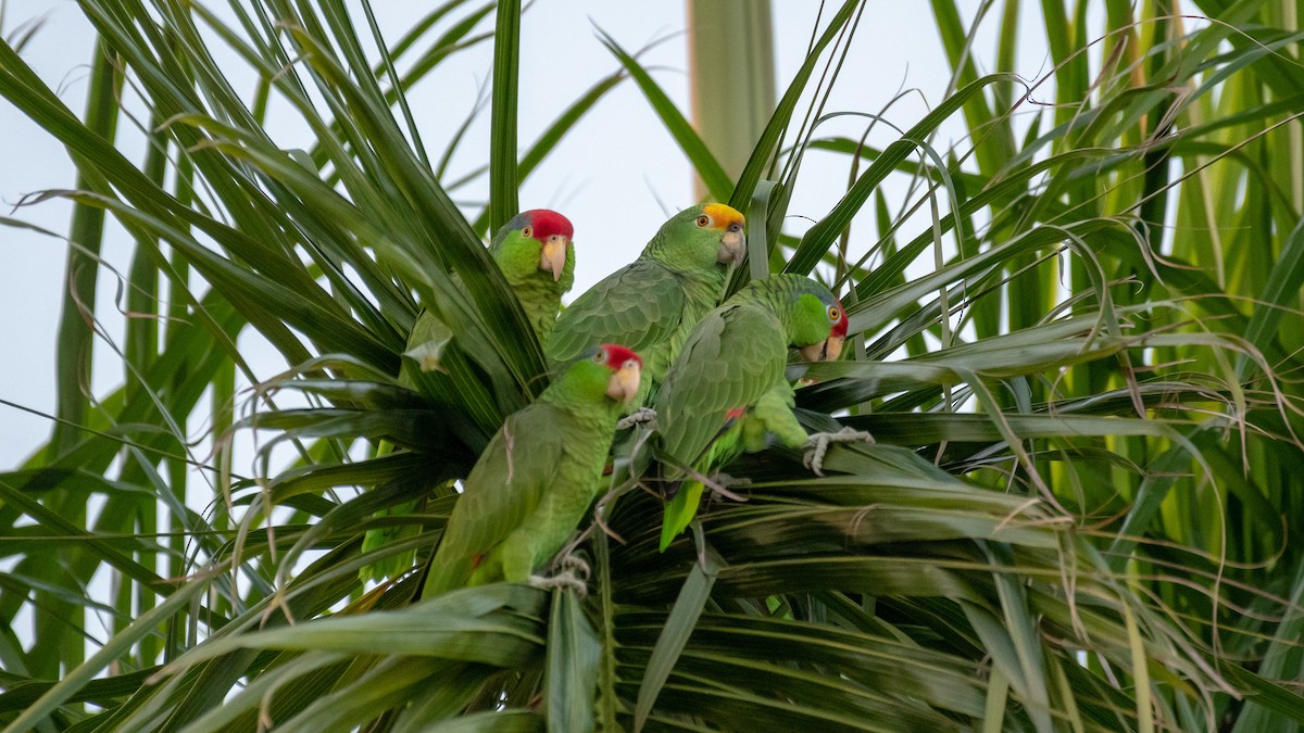 Yellow-crowned Parrot - ML189754331