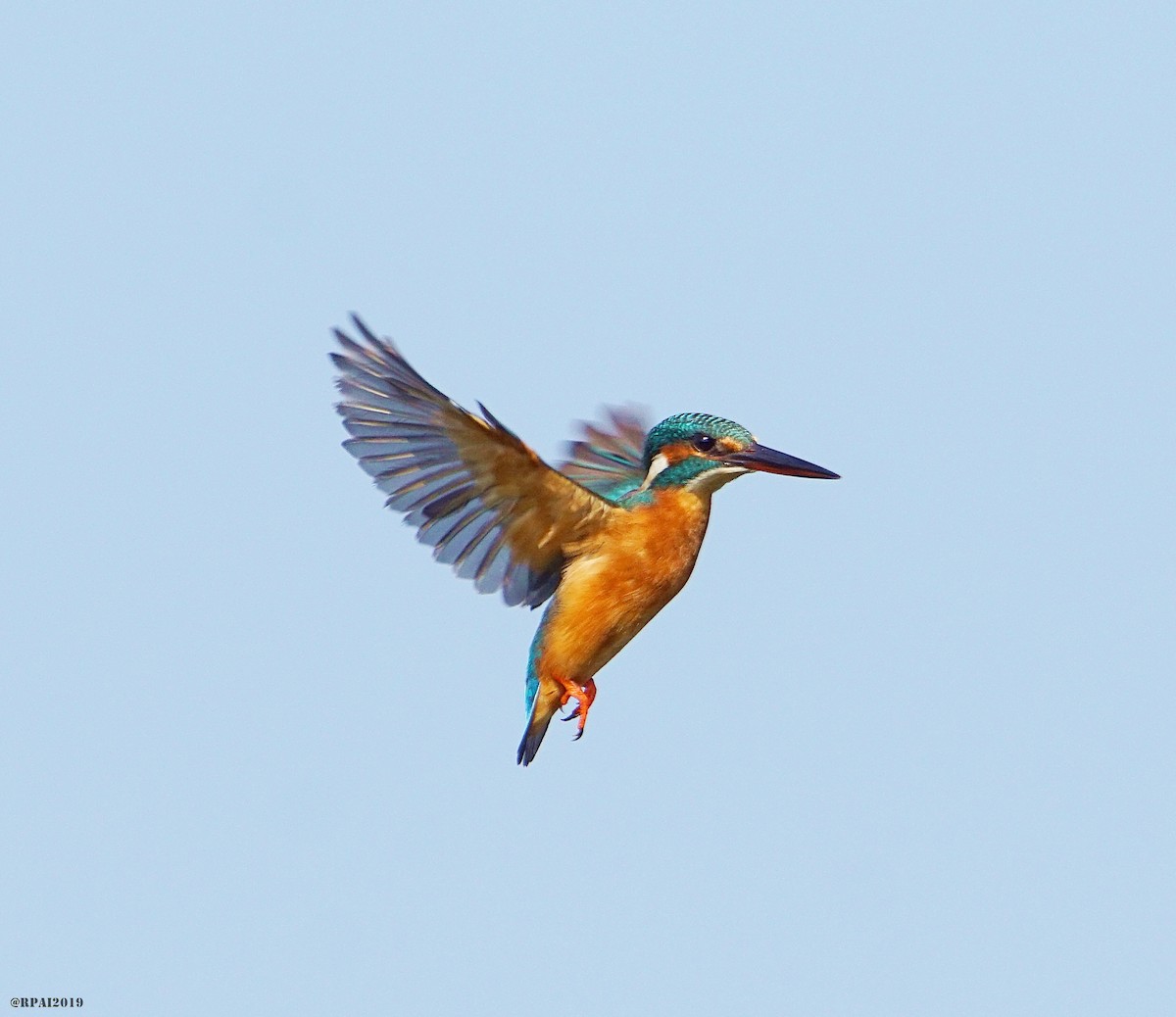 Common Kingfisher - ML189760081