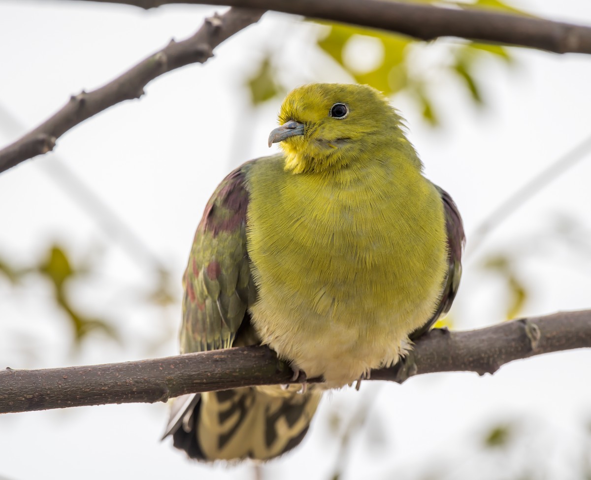 White-bellied Green-Pigeon - ML189763201