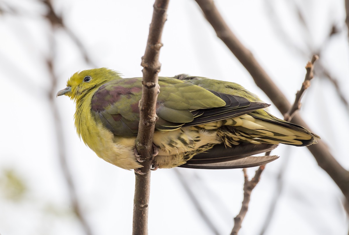 White-bellied Green-Pigeon - ML189763211