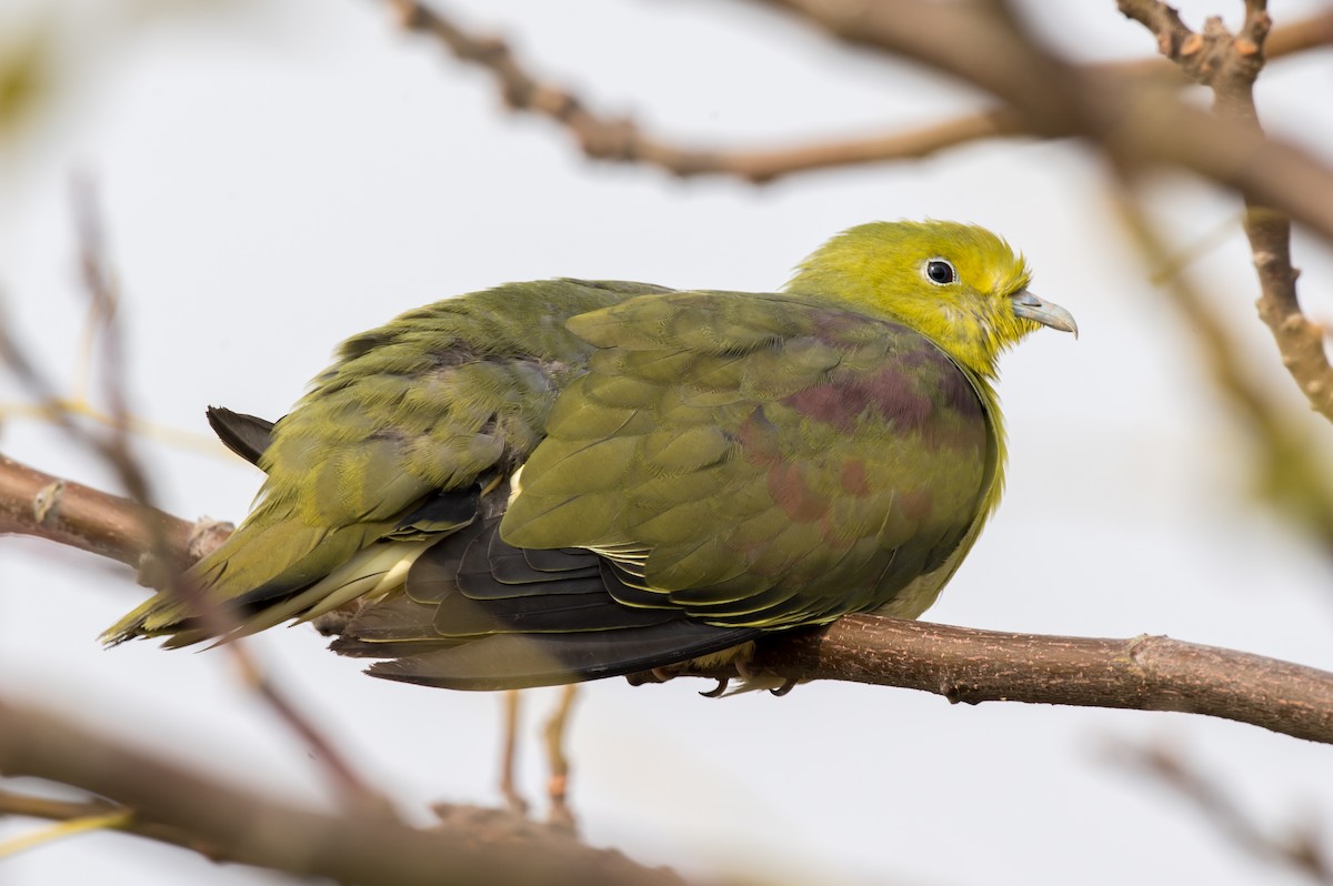 White-bellied Green-Pigeon - ML189763251