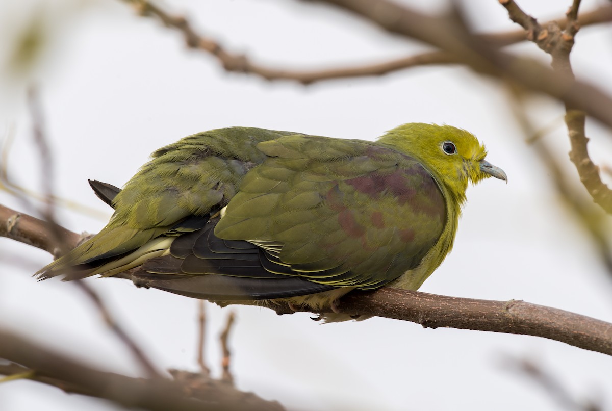White-bellied Green-Pigeon - ML189763261