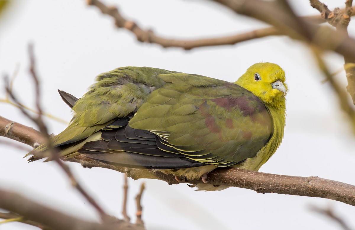 White-bellied Green-Pigeon - ML189763281