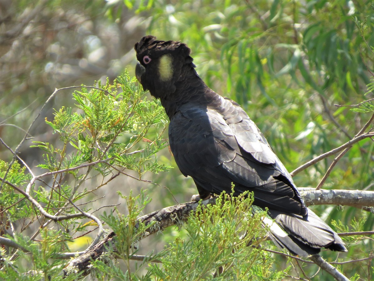 Yellow-tailed Black-Cockatoo - ML189764551
