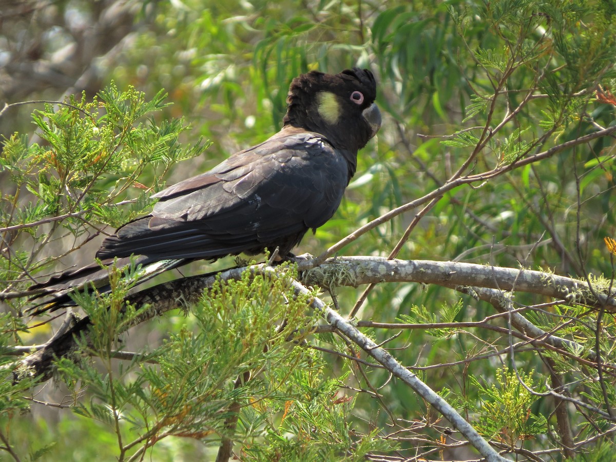 Yellow-tailed Black-Cockatoo - ML189764571