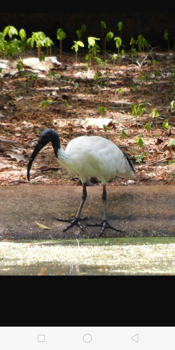 ibis australský - ML189769081