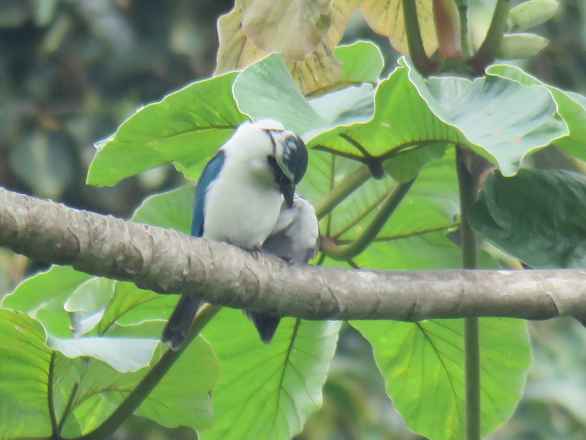 Chattering Kingfisher - ML189780021