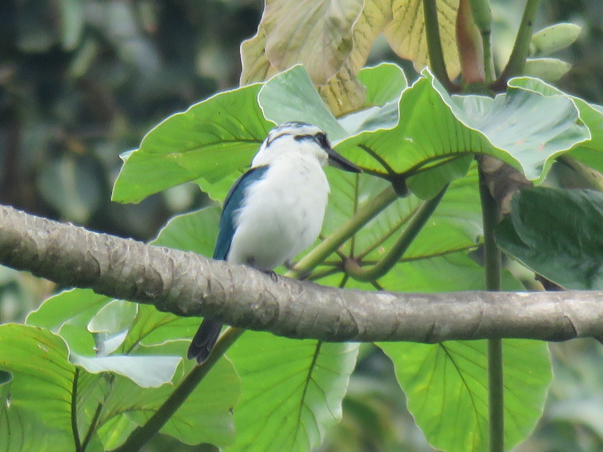 Chattering Kingfisher - ML189780061