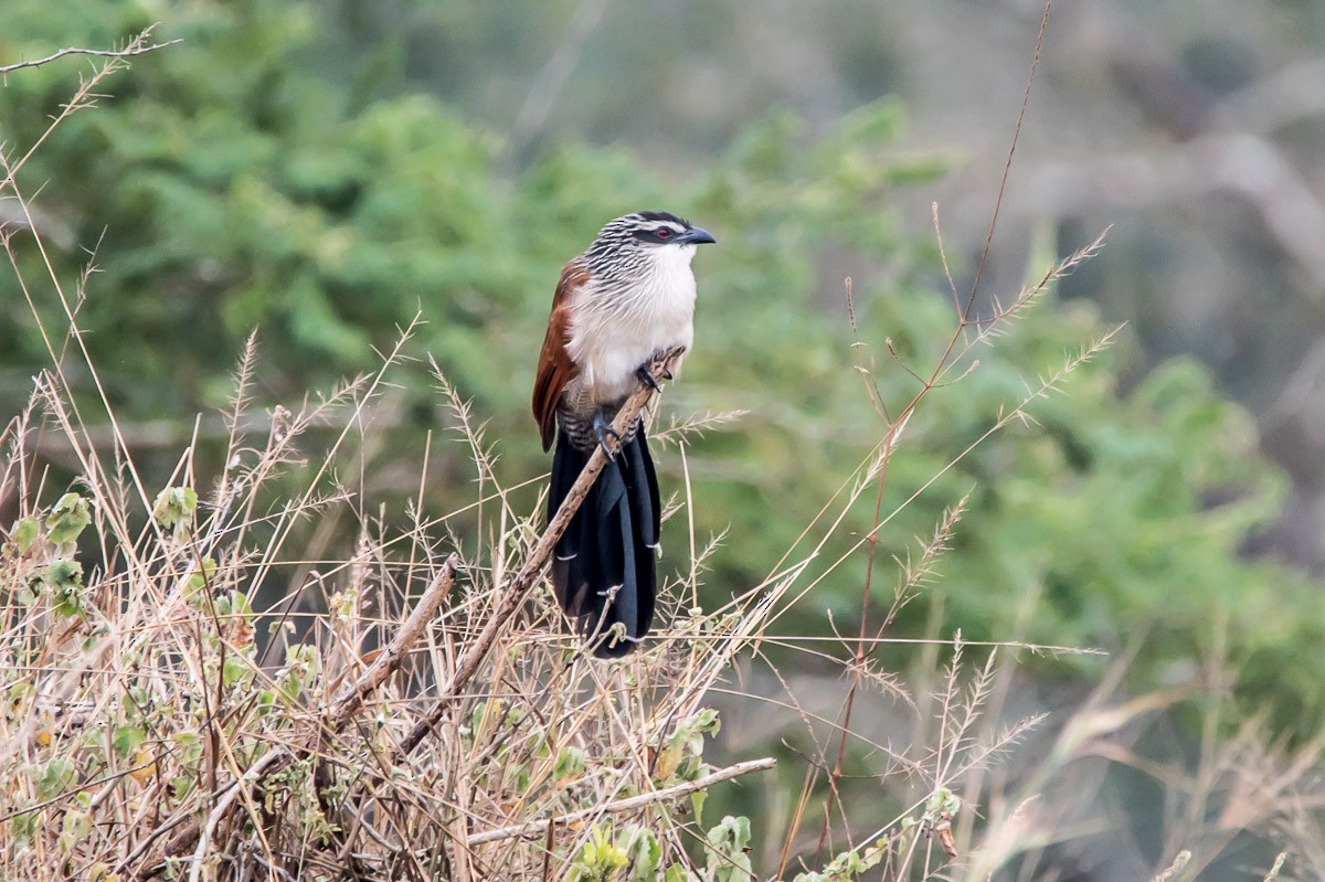 White-browed Coucal - Victor Hugo Michelini