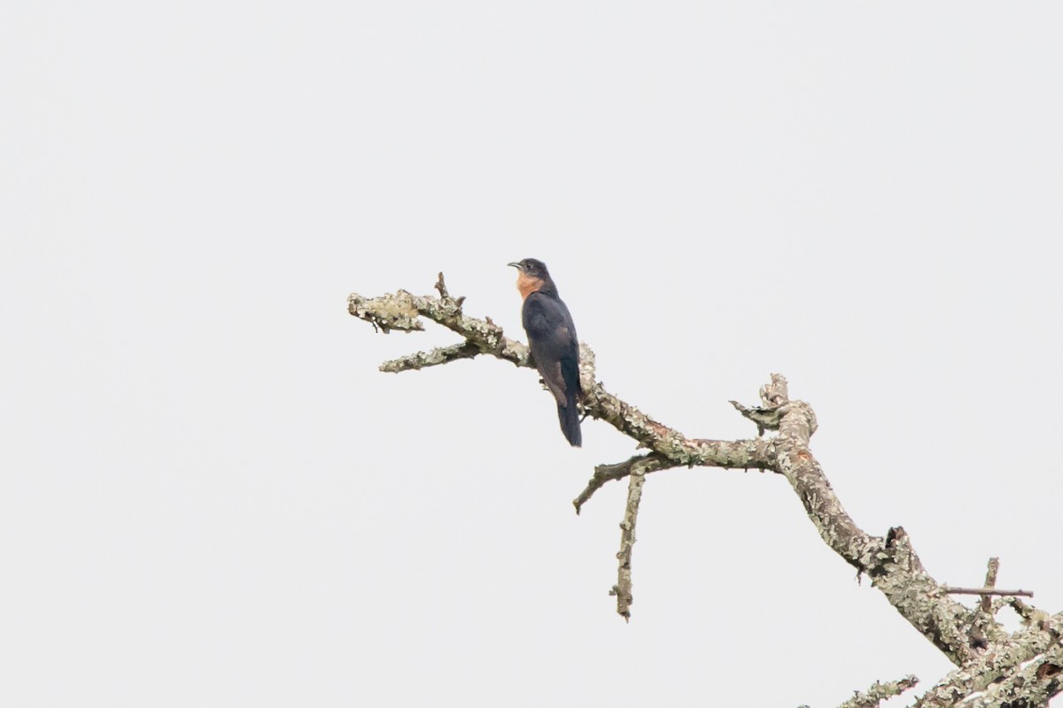 Black Cuckoo (Rufous-throated) - Victor Hugo Michelini