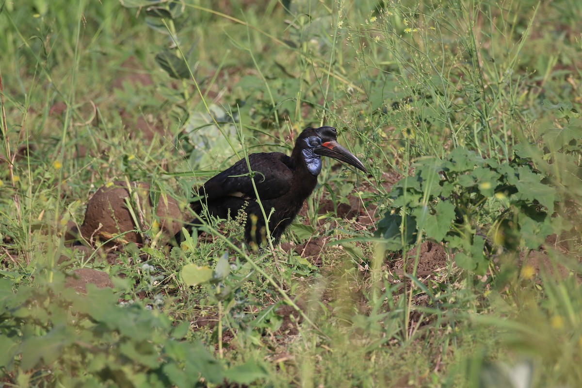 Abyssinian Ground-Hornbill - Fikret Ataşalan