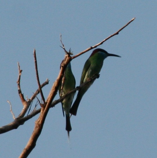 Blue-throated Bee-eater - ML189792731