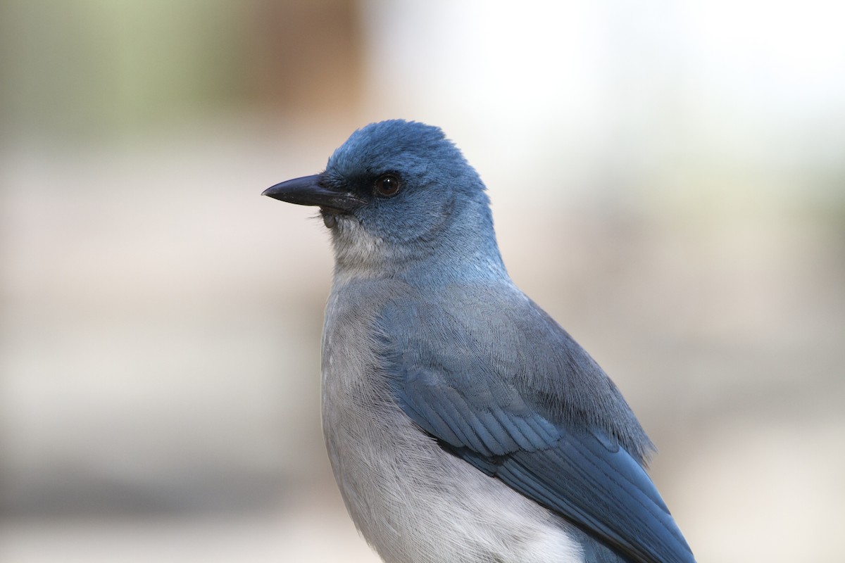 Mexican Jay - ML189797001