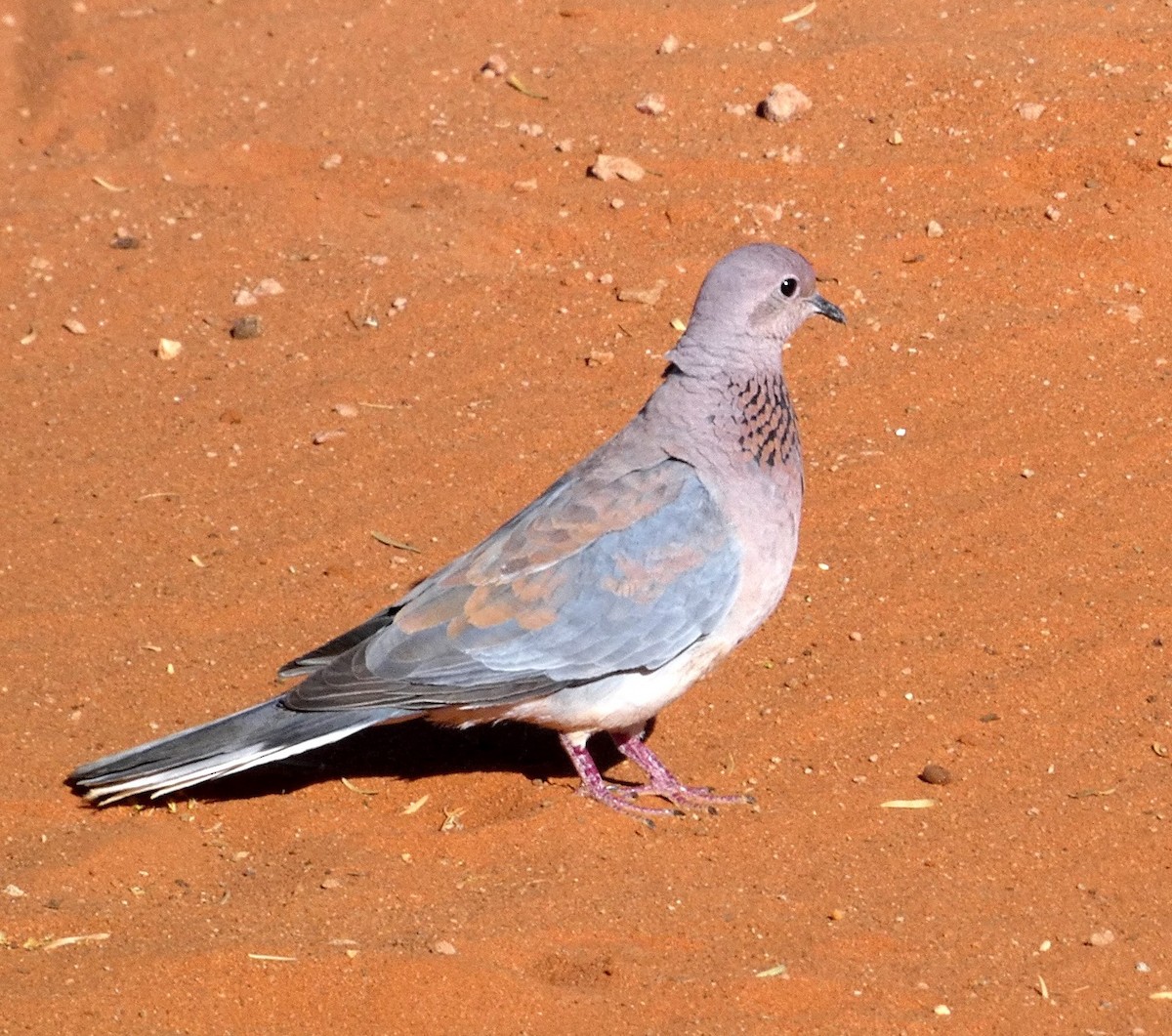 Laughing Dove - D.  Coody