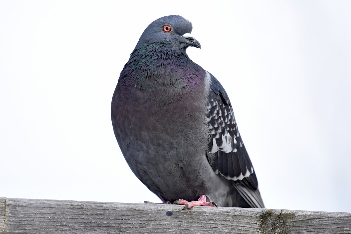 Rock Pigeon (Feral Pigeon) - Joel Trick