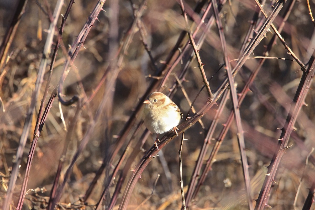 Field Sparrow - ML189800601