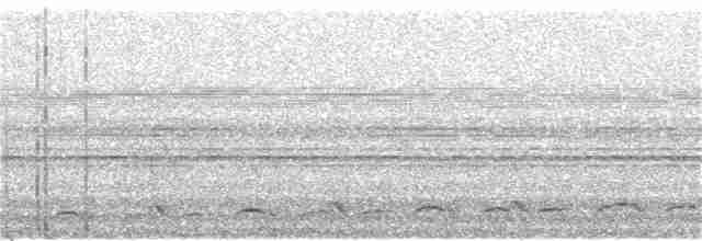 Leierschwanz-Nachtschwalbe - ML189801501