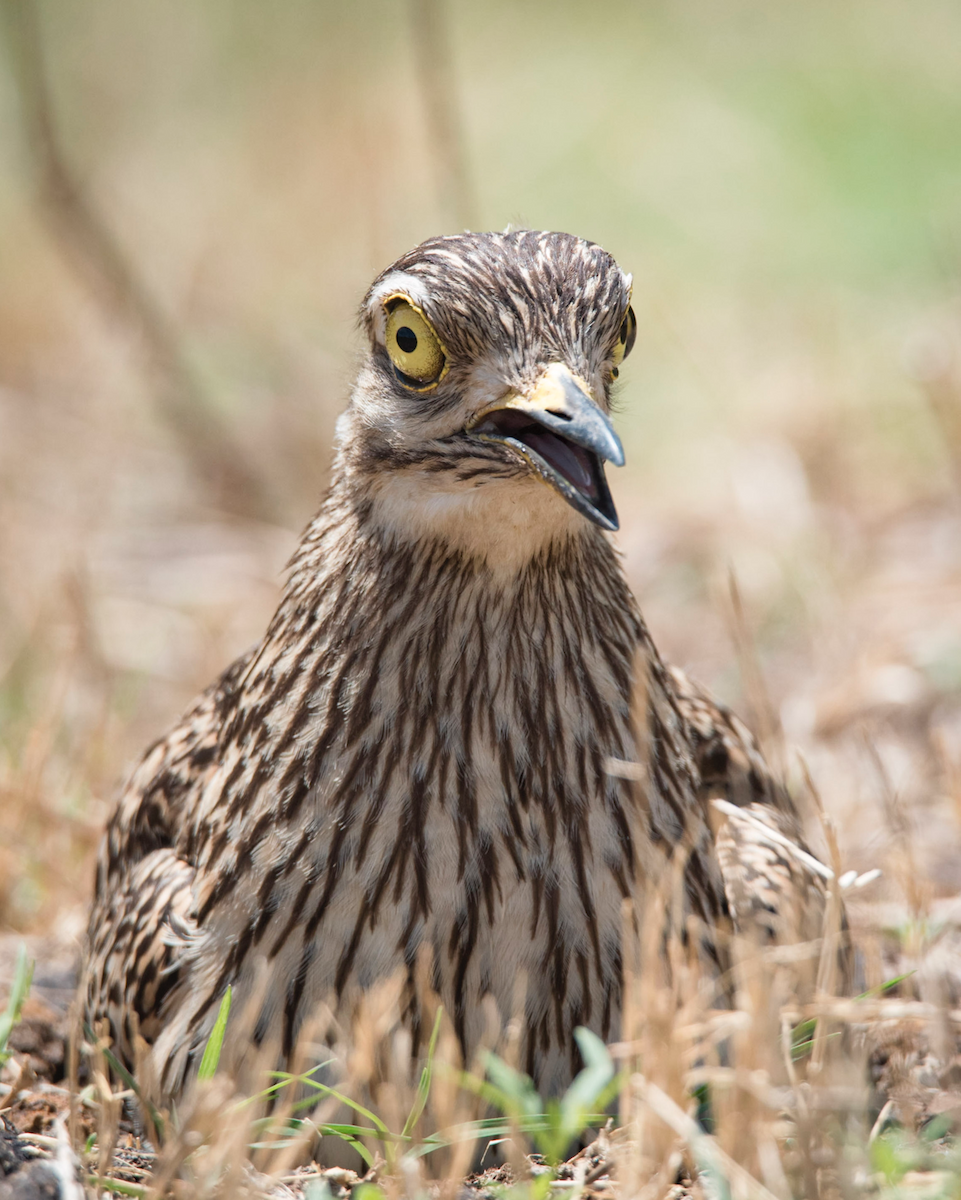 Spotted Thick-knee - Alistair Routledge