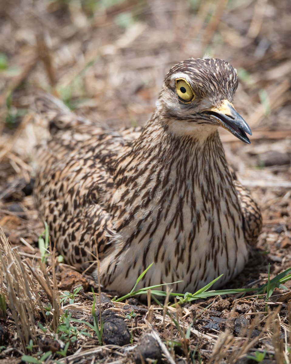 Spotted Thick-knee - ML189802751