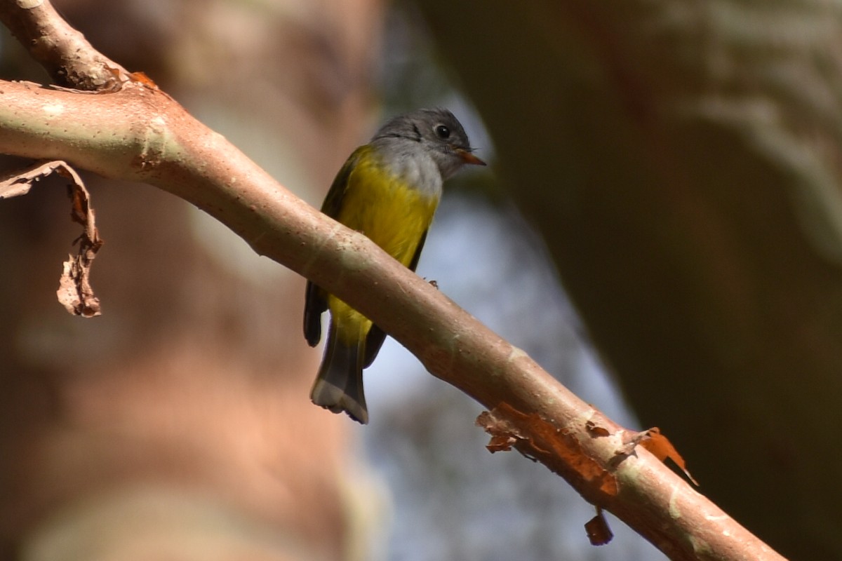 Gray-headed Canary-Flycatcher - Raju Soni