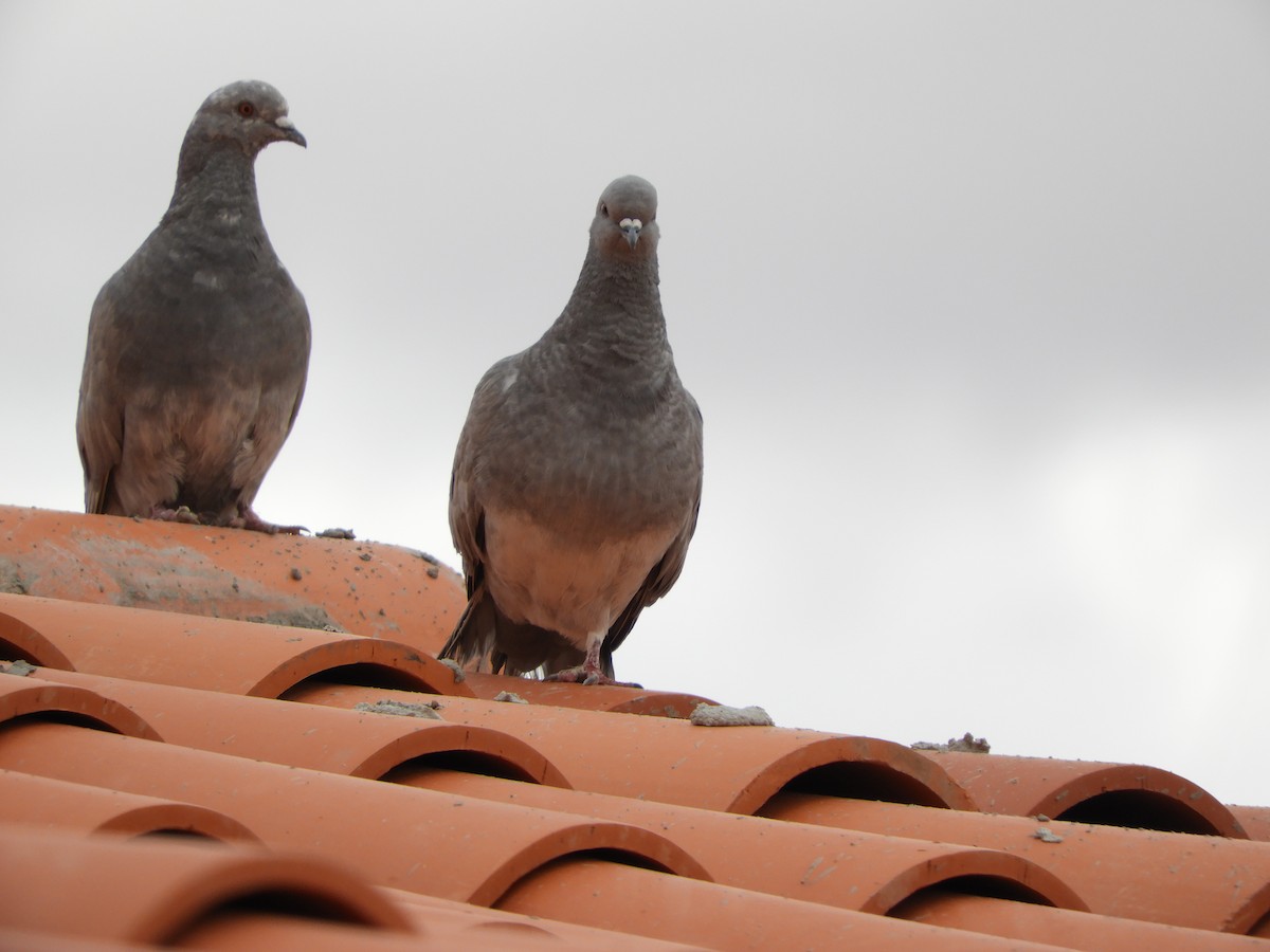 Rock Pigeon (Feral Pigeon) - Silvia Enggist