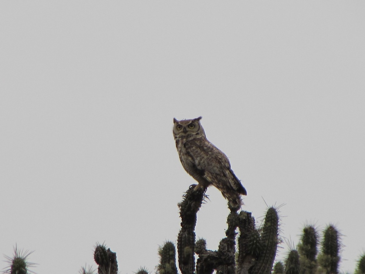 Lesser Horned Owl - Juan Mauricio Contreras