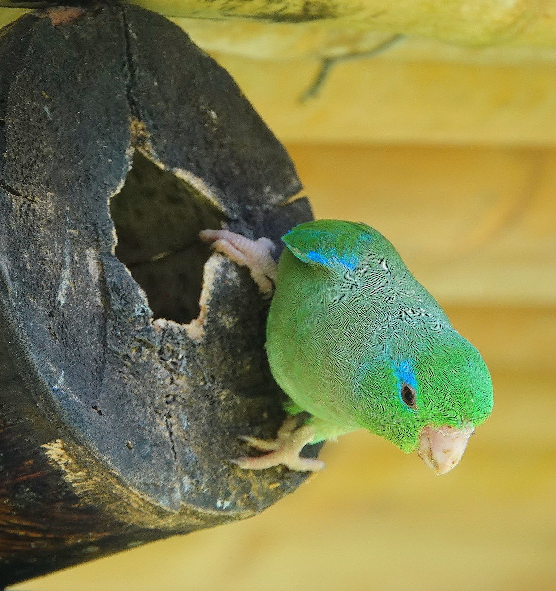 Spectacled Parrotlet - ML189814121