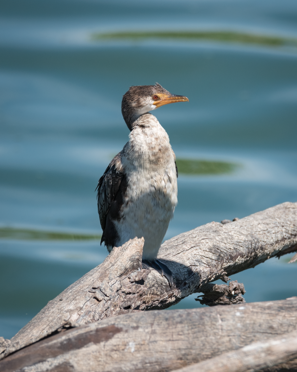 Long-tailed Cormorant - Alistair Routledge