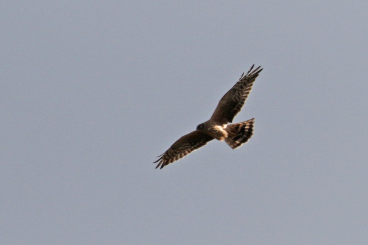 Montagu's Harrier - Charley Hesse TROPICAL BIRDING