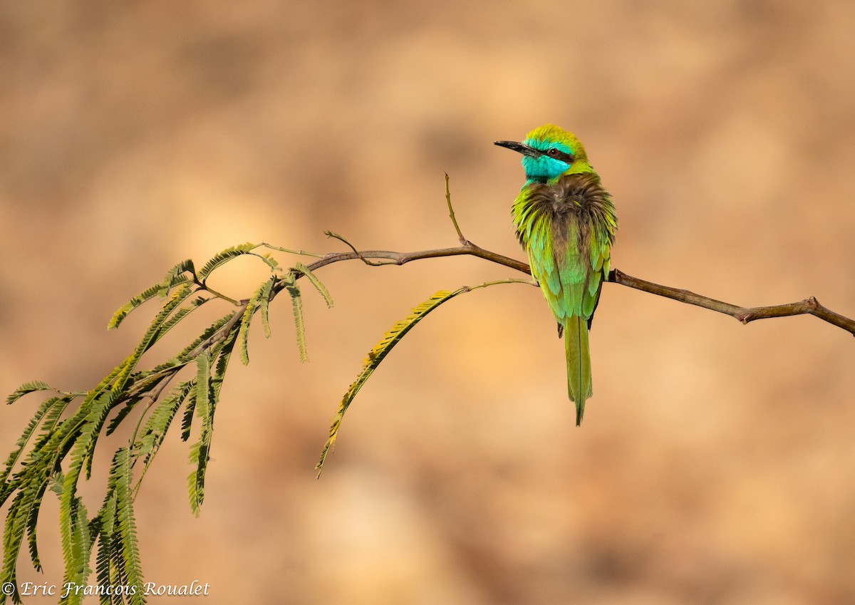 Arabian Green Bee-eater - ML189820991