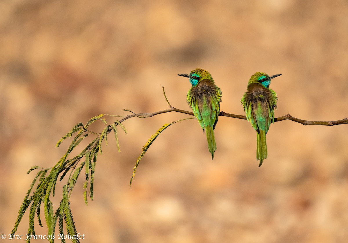Arabian Green Bee-eater - ML189821171