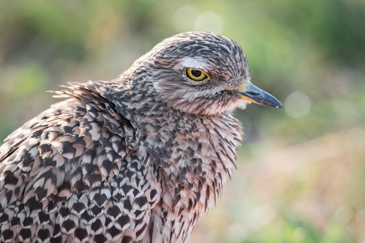 Spotted Thick-knee - ML189821891