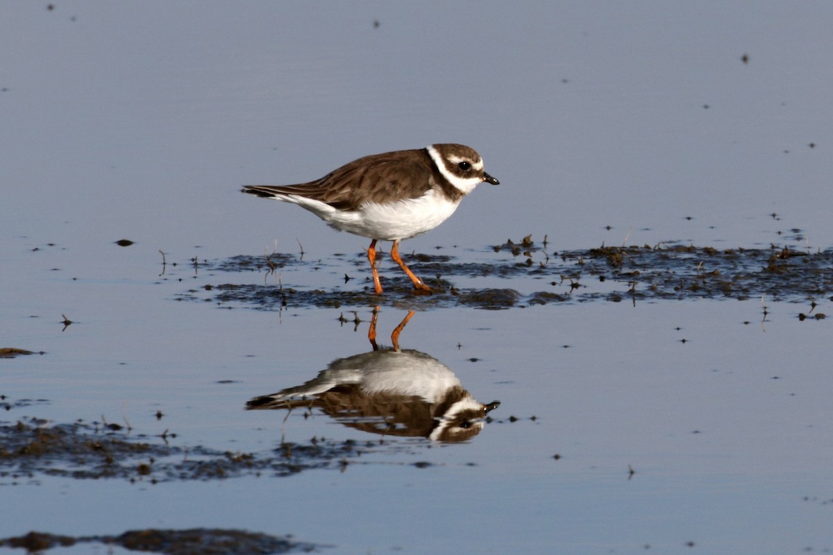 Common Ringed Plover - ML189826671