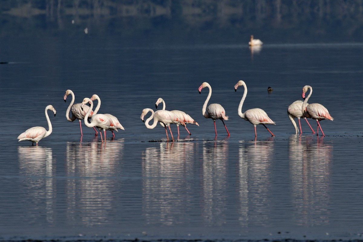 Greater Flamingo - ML189827001