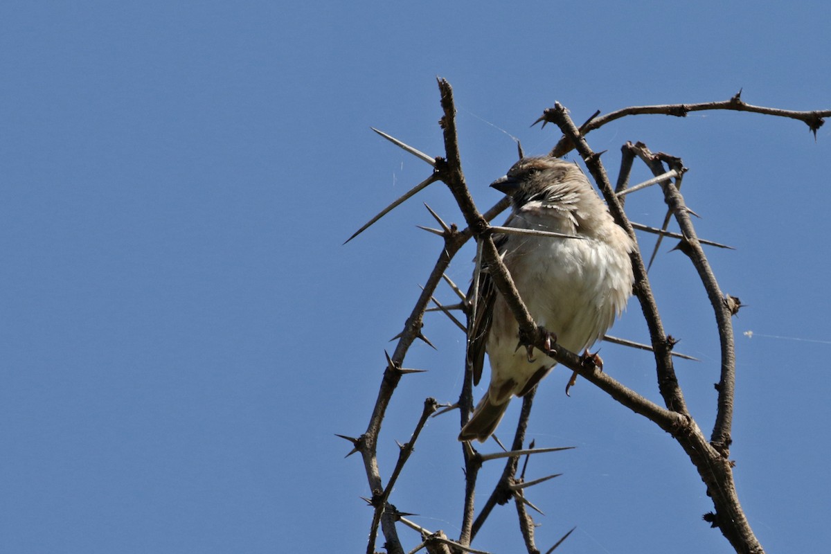 Kenya Rufous Sparrow - ML189827341