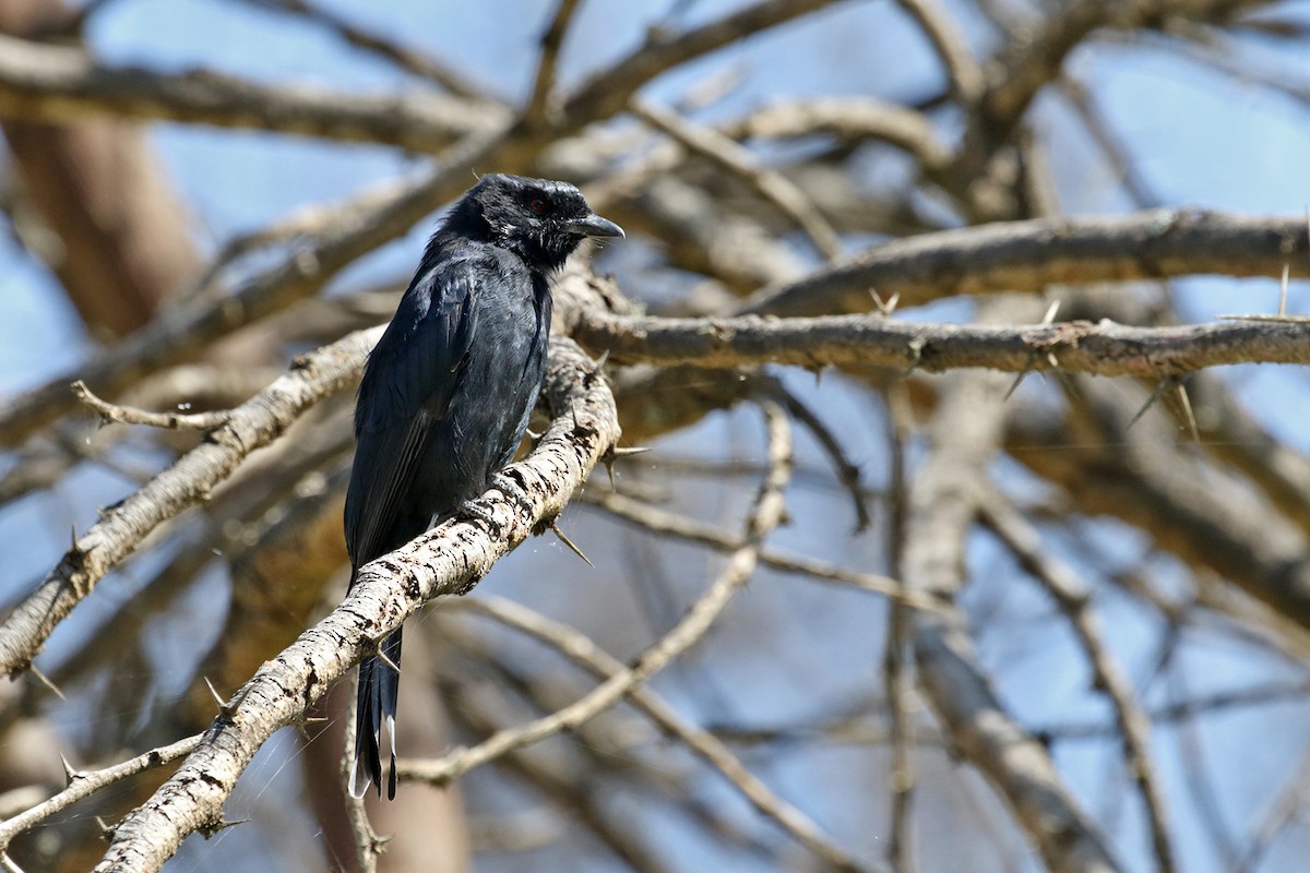 Fork-tailed Drongo - ML189827581