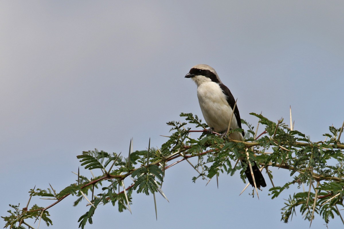 Gray-backed Fiscal - ML189827591