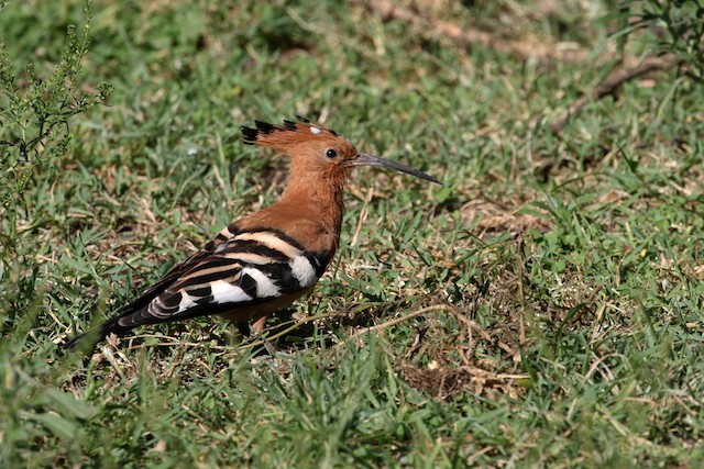 Adult Eurasian Hoopoe (<em class="SciName notranslate">Upupa epops africana</em>). - Eurasian Hoopoe (African) - 