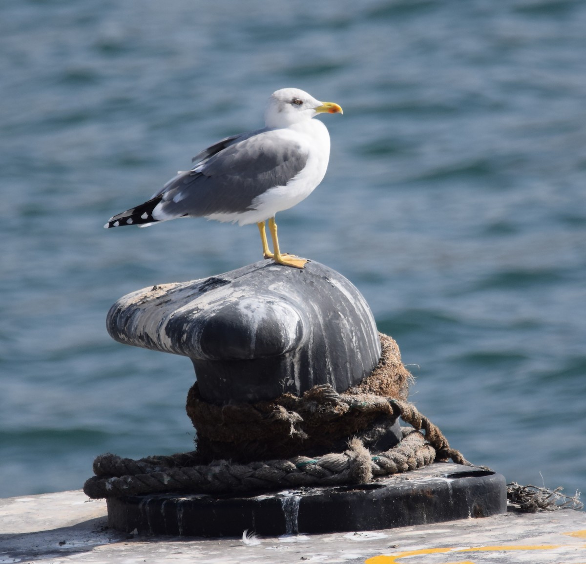 Yellow-legged Gull (atlantis) - ML189832011