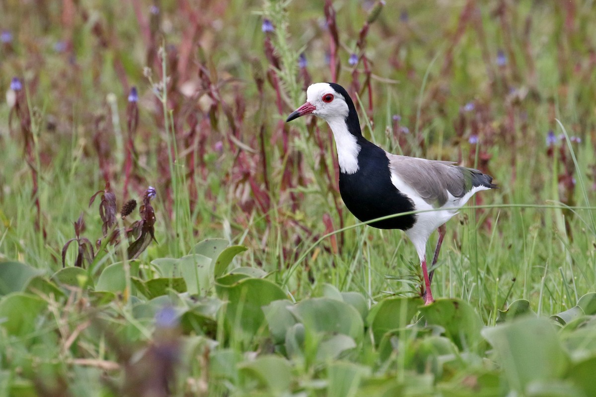 Long-toed Lapwing - Charley Hesse TROPICAL BIRDING