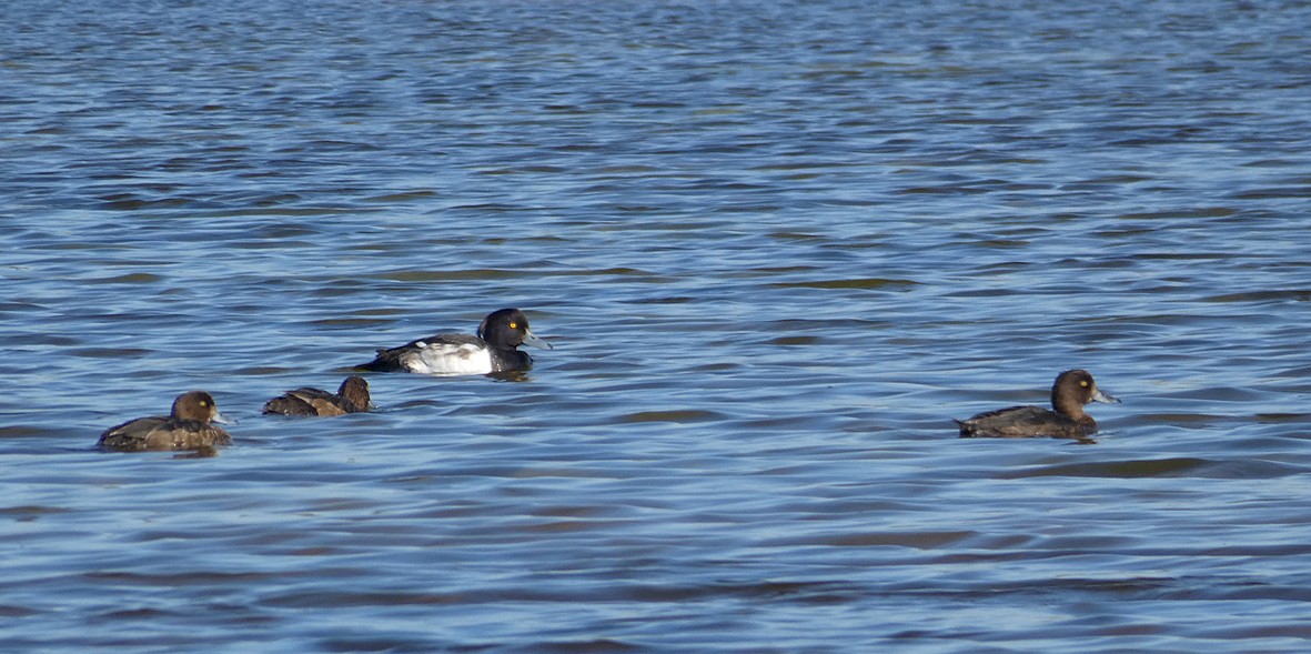 Tufted Duck - ML189839701
