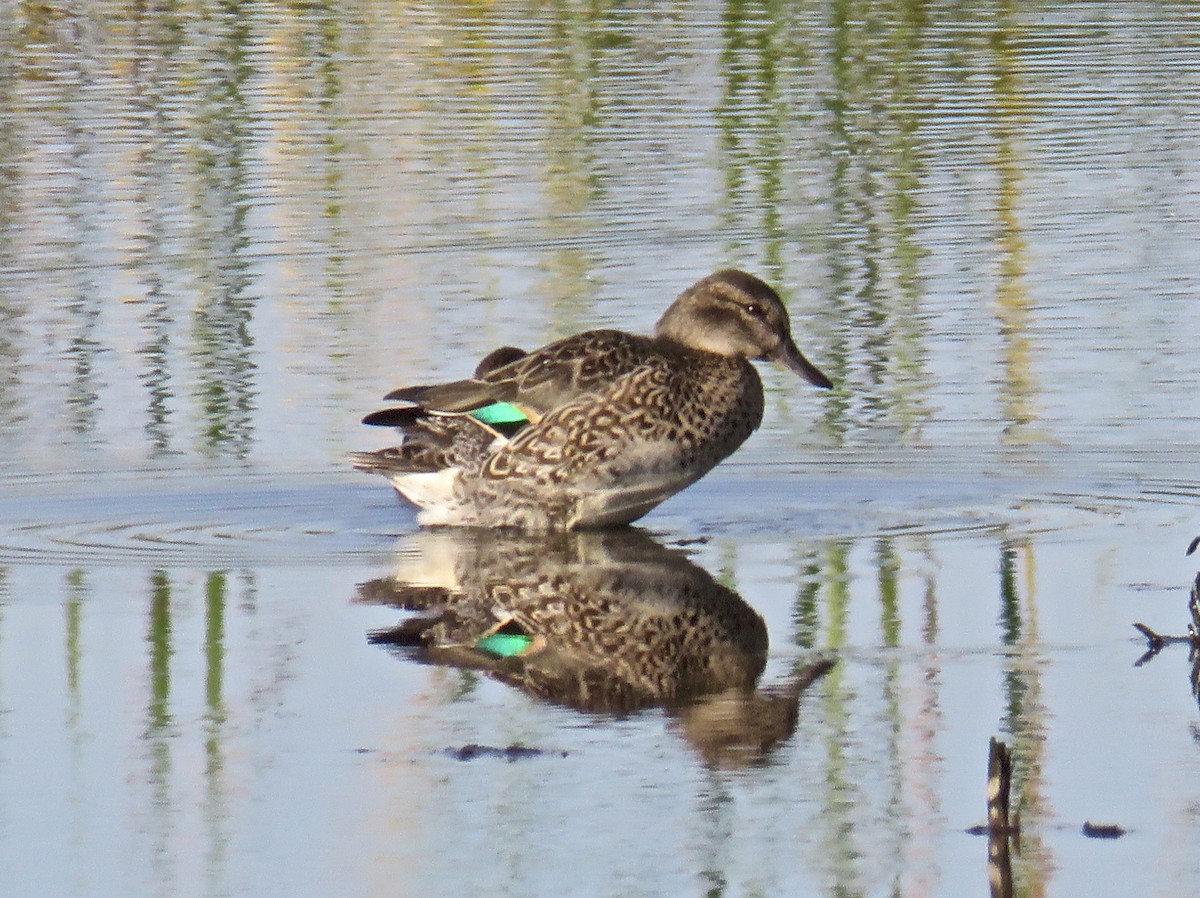 Green-winged Teal - Roy Netherton