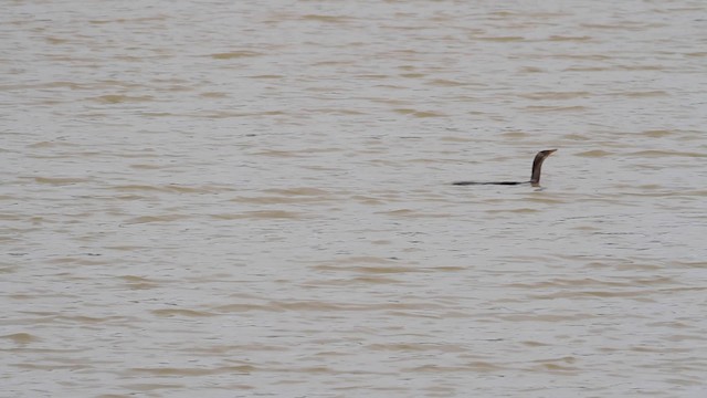 Long-tailed Cormorant - ML189841611
