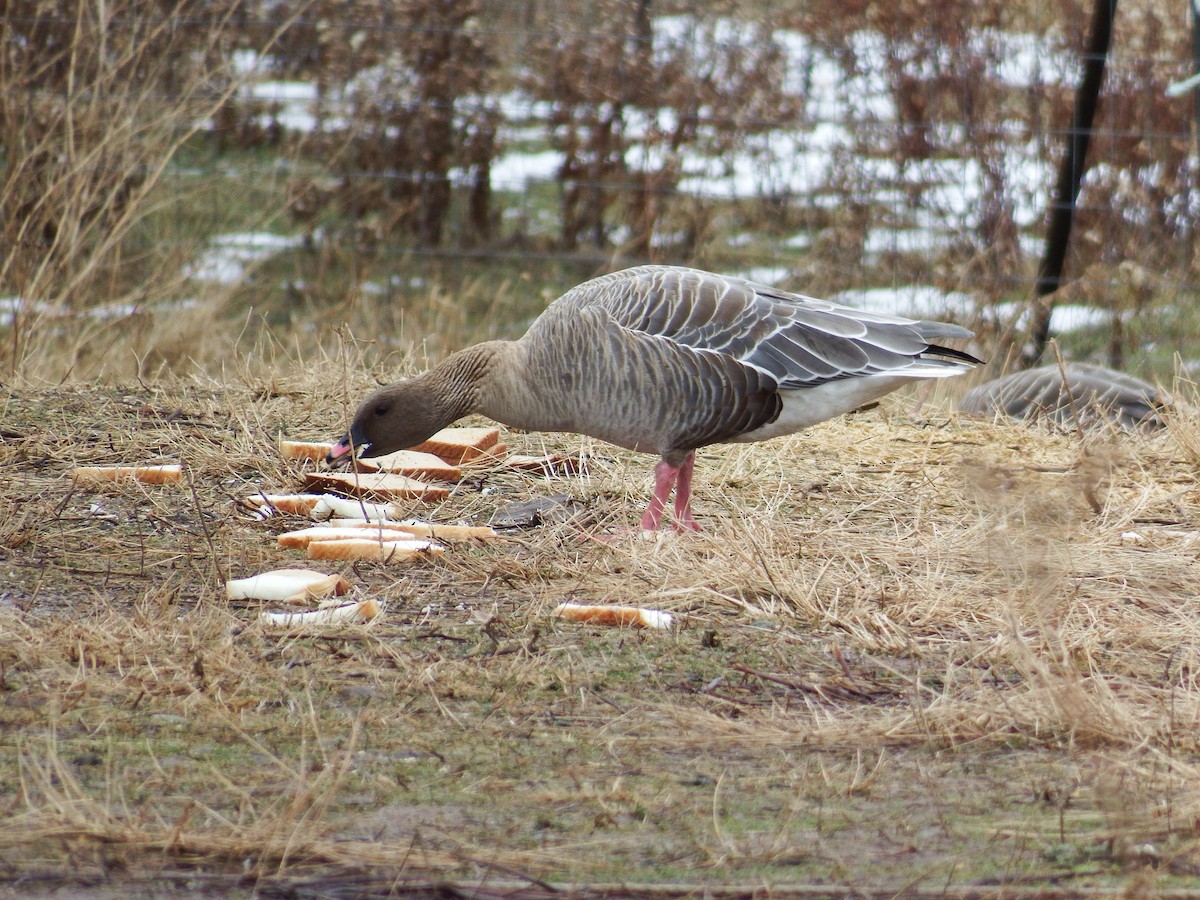 Pink-footed Goose - ML189845501