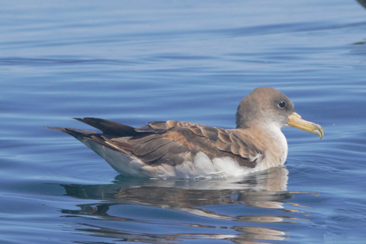 Cory's Shearwater - Mitch (Michel) Doucet