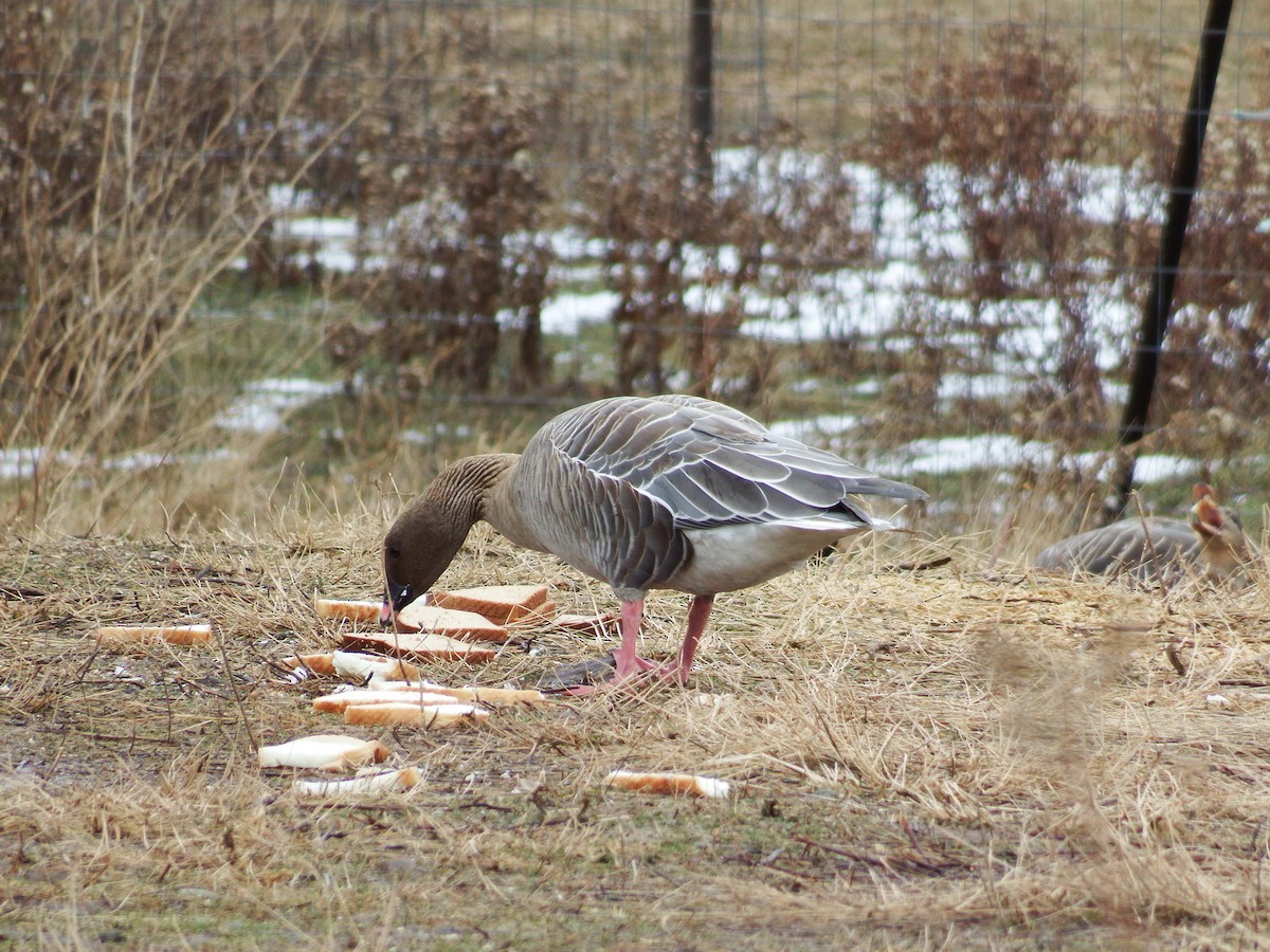 Pink-footed Goose - ML189846061