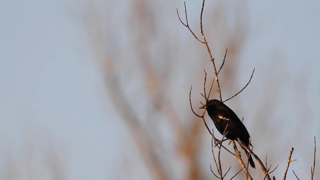Red-winged Blackbird - ML189846391