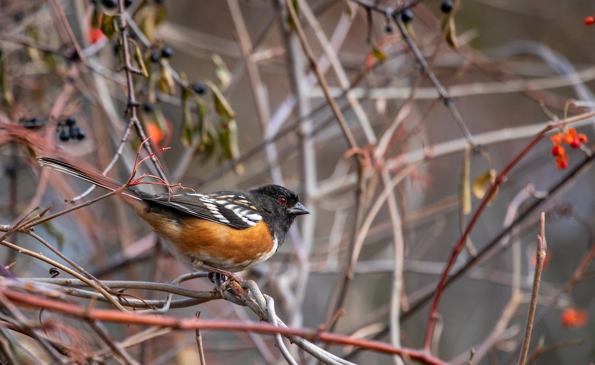 Spotted Towhee - ML189847731